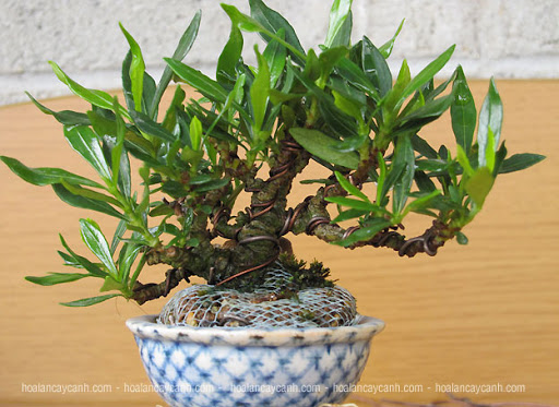     *     *     *     *     *     * *  Những mẫu bonsai mini đẹp Bonsaimini014