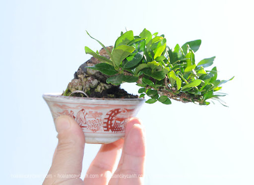 Những mẫu bonsai mini đẹp Bonsaimini009