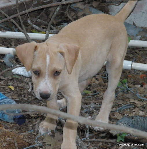 Reg. Catahoula Pups Available - 2 females P9230191