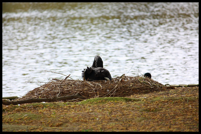 Fais moi cygne ! Lac_forges0001