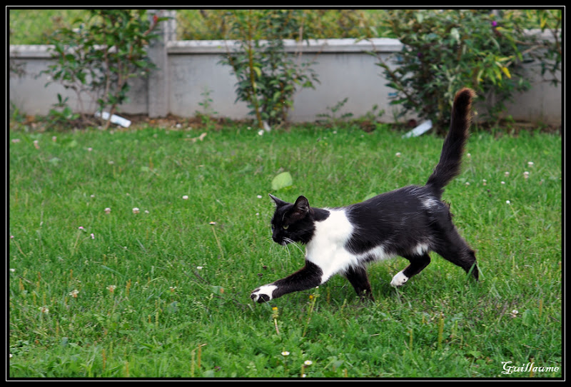 Mon chat sauvage DSC_0046