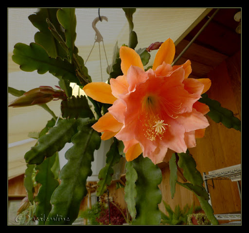 Epiphyllum Watta Dream EpiphyllumWattaDream10%2004%2005_1RM