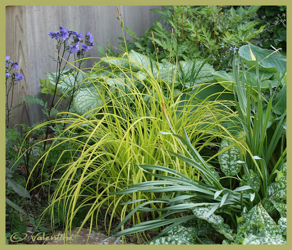 carex elata aurea GramCarexBowlesGolden100615_5RM