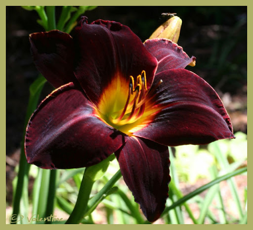 Hemerocallis MARYS BABY HemTotalEclipse100715_73RM