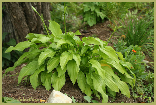 Un vieux cultivar de Hosta à identifier svp. HostaNID100819_56RM