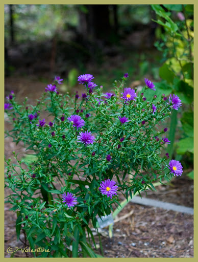 Aster (ou Symphyotrichum) dumosus Violet Carpet ( novi-belgii )  AsterProfessorKippenberg100923_14RM