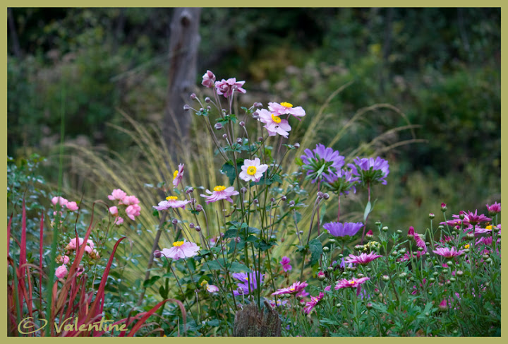 Rose et Violet pour l'automne AnemoneMaxVogel100925_10RM