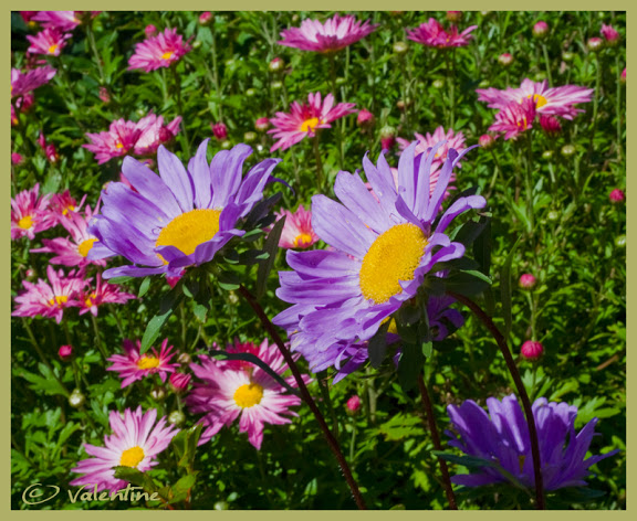 Rose et Violet pour l'automne CallistephusChinensis100920_15RM