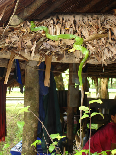 serpents de Khao Sok DSC05356