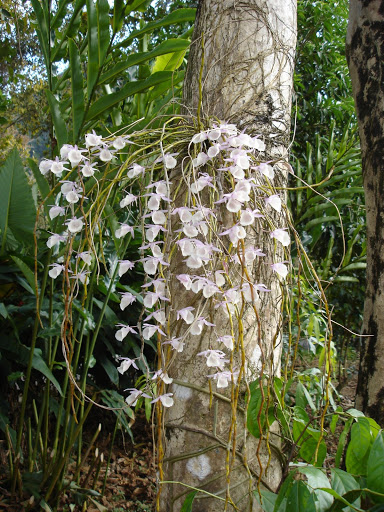 Orchidees thailandaises... DSC00772