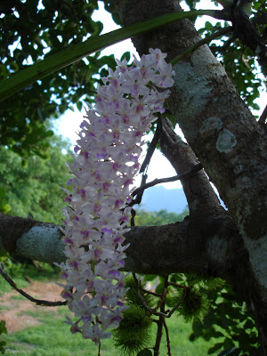 Orchidees thailandaises... DSC02845