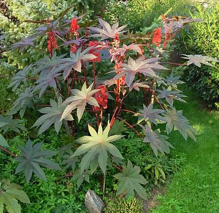 higuera del diablo Leo-mic-Ricinus-communis-704