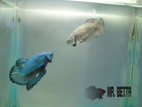 Algunos de mis bettas 56165465