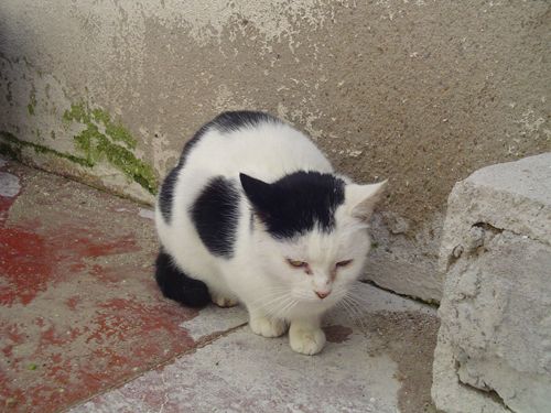 Gatas adultas La Bienvenida. Ciudad Real PAKA