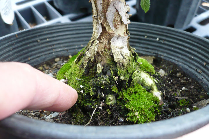 Oklahoma collected winged elm-First work P1020991