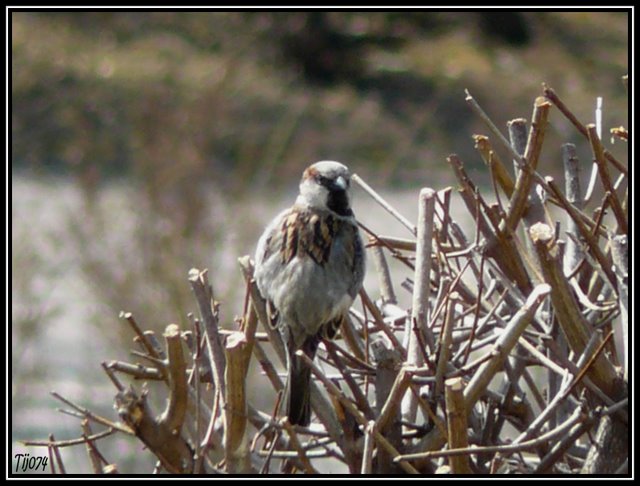 photo du 4 avril Mon%201er%20petit%20oiseau