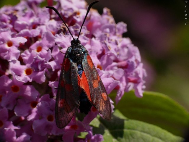 petits insectes inconnus P1140219%201