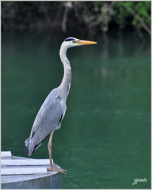 J'ai croisé la route d'un héron .... Heron_6