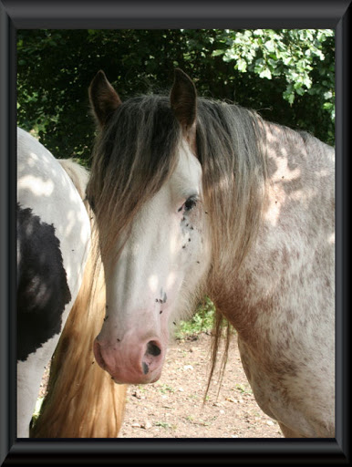 Visite aux Chevaux de Tan! 49