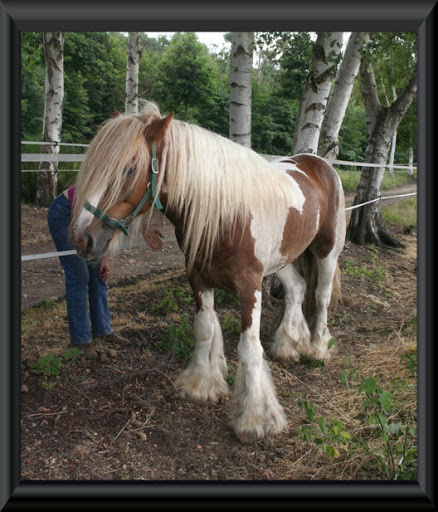 Visite aux Chevaux de Tan! 18