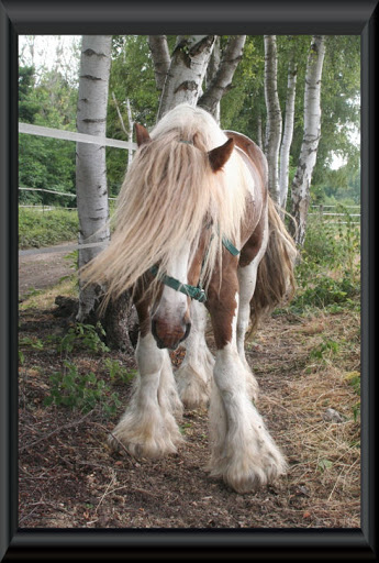 Visite aux Chevaux de Tan! 20