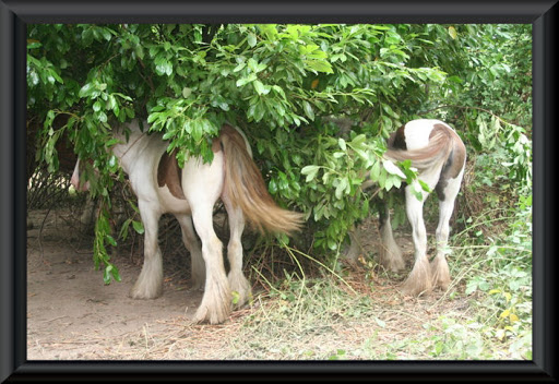 Visite aux Chevaux de Tan! 23