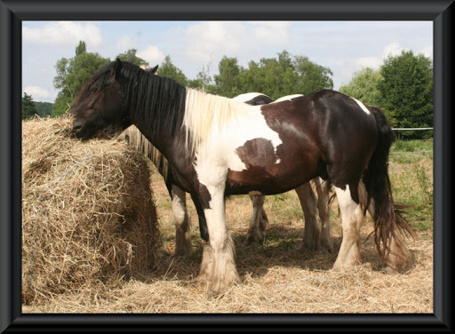 Visite aux Chevaux de Tan! 15