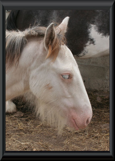 Visite aux Chevaux de Tan! 1