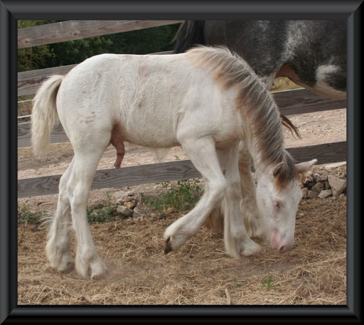 Visite aux Chevaux de Tan! 5