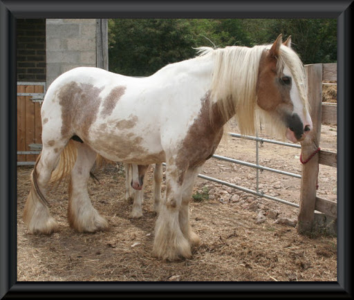 Visite aux Chevaux de Tan! 8