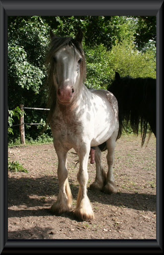 Visite aux Chevaux de Tan! 53