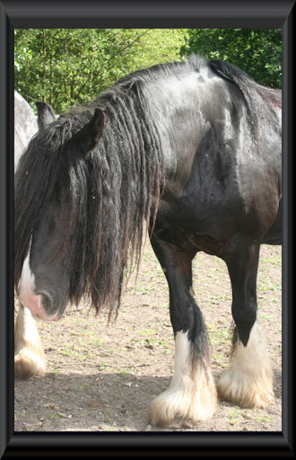 Visite aux Chevaux de Tan! 55