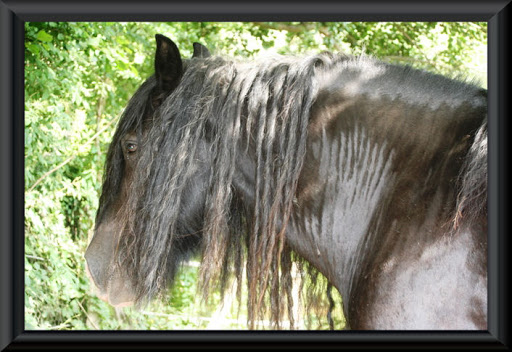 Visite aux Chevaux de Tan! 56