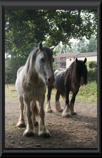 Visite aux Chevaux de Tan! 68