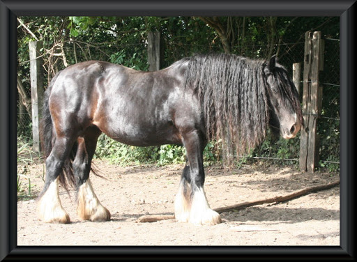 Visite aux Chevaux de Tan! 76