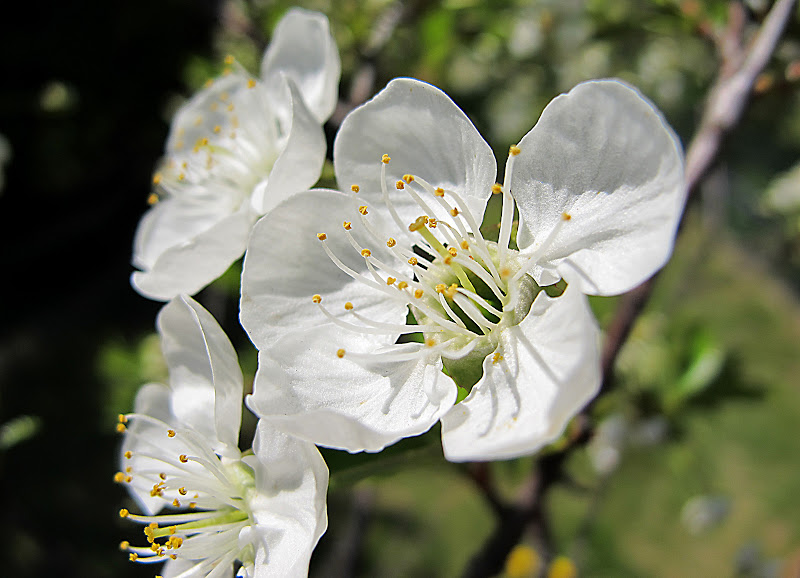 fleurs diverses 2010-06-24%20013