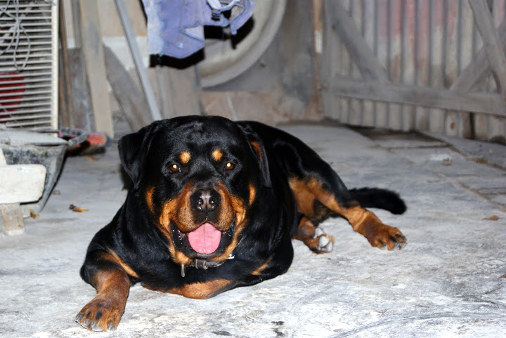 ayer murió mi perro Thor. DSC02696