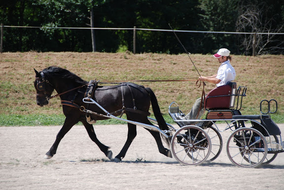 Ti'am du Grand Bosc Concours%20%C3%A9talons%20-%20LaBbastide%20de%20Serou%20%28133%29