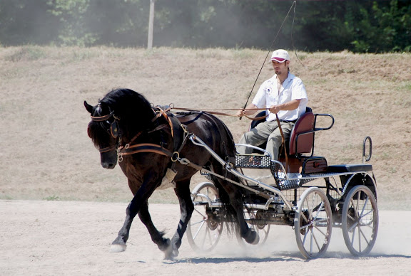 Ti'am du Grand Bosc Concours%20%C3%A9talons%20-%20LaBbastide%20de%20Serou%20%28158%29