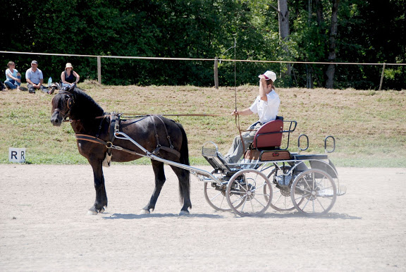 Ti'am du Grand Bosc Concours%20%C3%A9talons%20-%20LaBbastide%20de%20Serou%20%28163%29