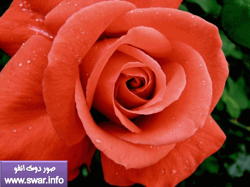 أجمل زهور العالم 443797985_b322133bf0_b-500x375