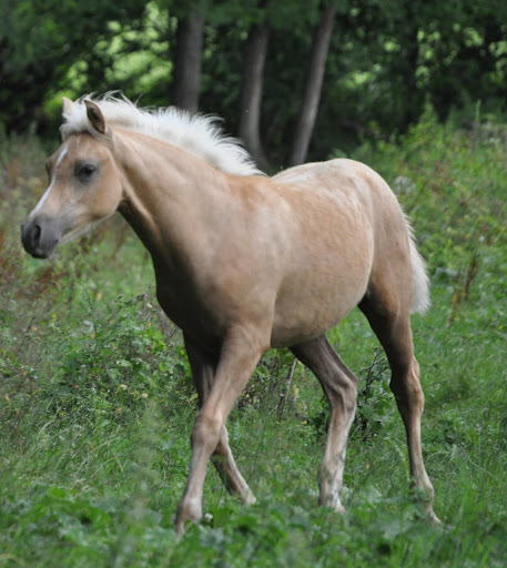 Poneys "Welsh A" (et K) - Page 2 DSC_0397