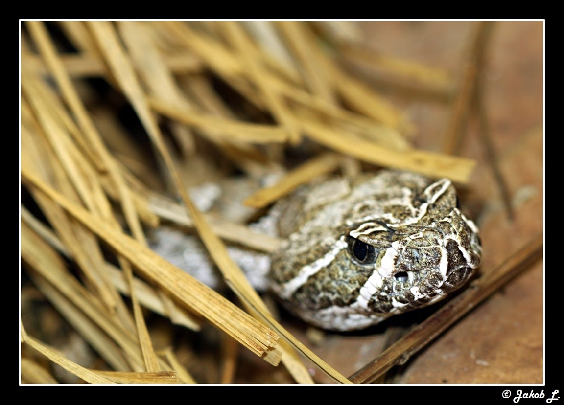 Another Photothread of Peter Zürcher´s great Zoo Crotalusbla