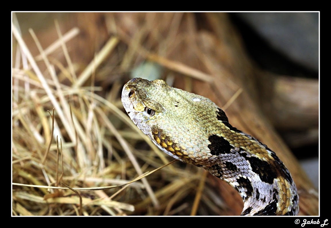 Another Photothread of Peter Zürcher´s great Zoo Crotalus%20bla