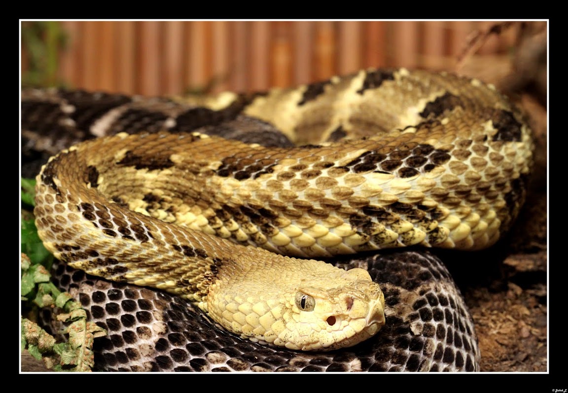 Another Photothread of Peter Zürcher´s great Zoo Crotalus1