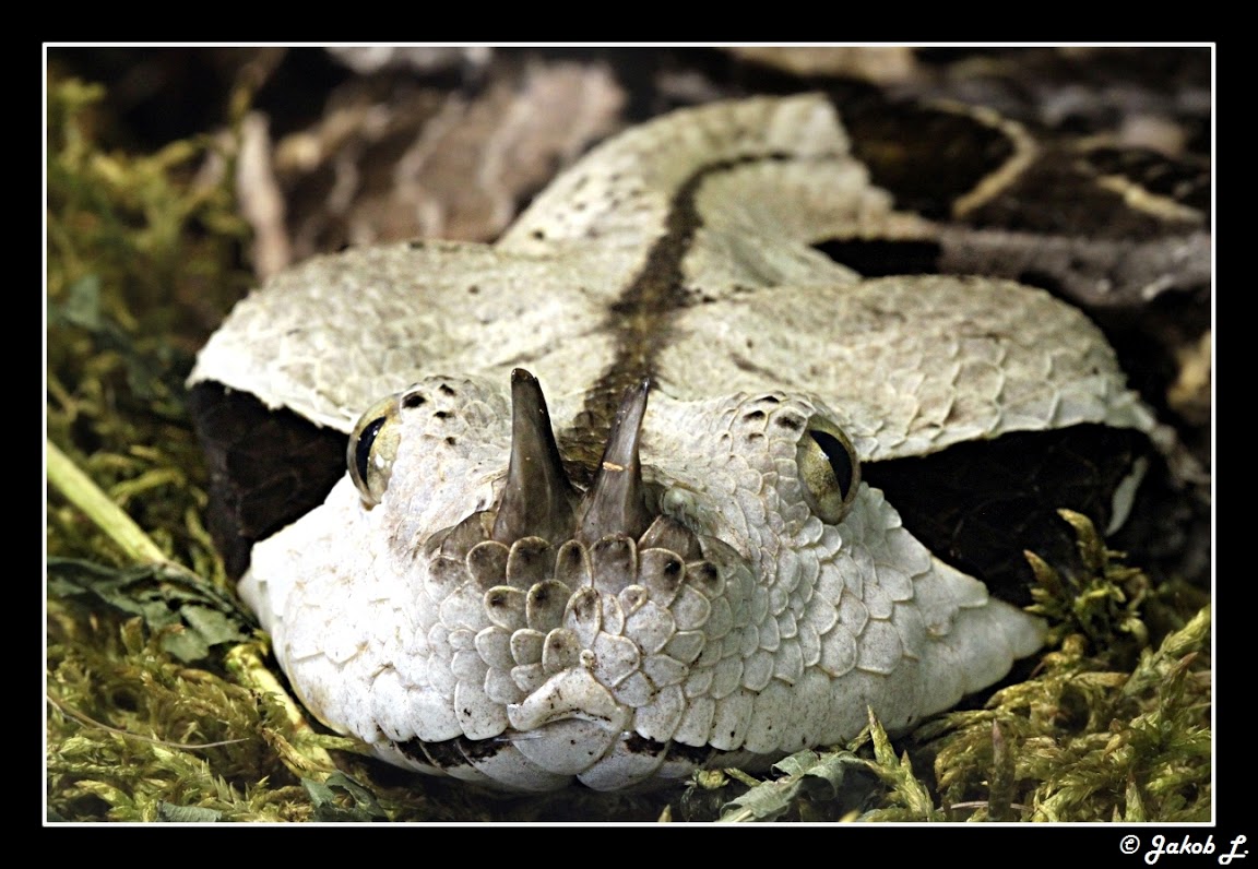 Another Photothread of Peter Zürcher´s great Zoo Gabonica