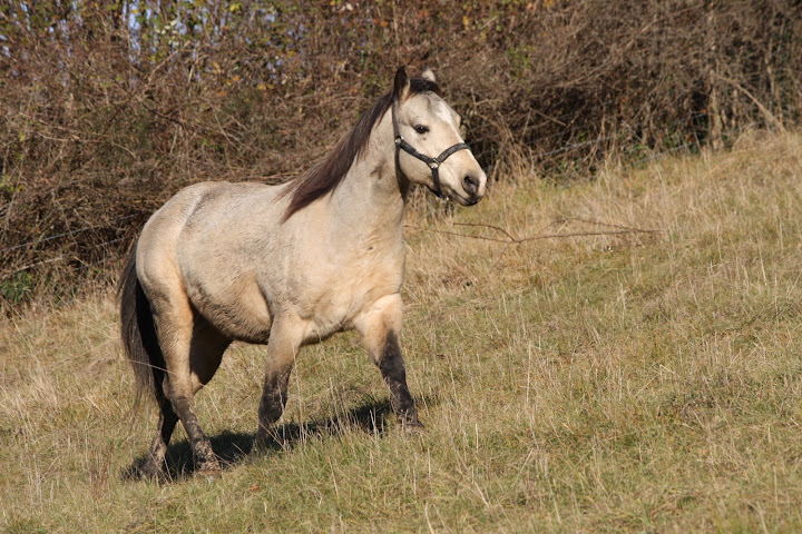 Entier Quarter Horse 013