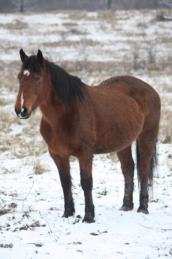 A vendre jument appaloosa... 074