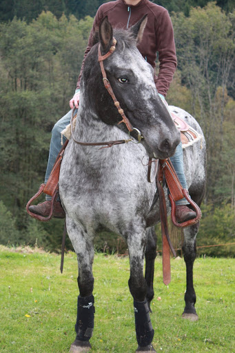 A vendre jument appaloosa... 065