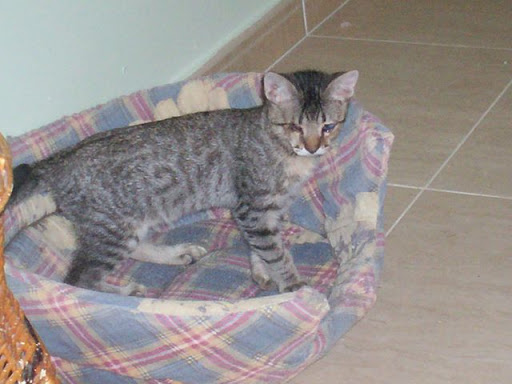 Adoptados en ANCAT 2008. Badajoz Sam%20%283%29